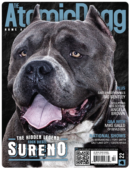  Ch. Sureno, Cock Diesel Kennesl, AtomicDogg Magazine Cock Diesel Kennels, Cock Diesel Bloodline, Arizona Bully Breeder, 1 kennel in the in the world for pockets, xl, extreme, exotic bullys,  blue pitbulls, American Bully,ABKC, United States Bully Breeder